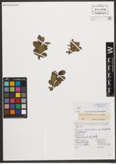 Foto von Salix waldsteiniana Willd.